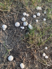 Lycoperdon marginatum