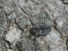 Chrysobothris femorata