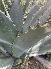 Agave applanata