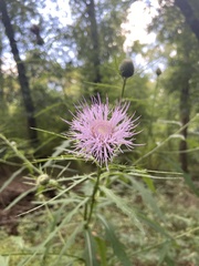 Cirsium altissimum