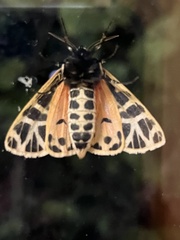 Apantesis virguncula