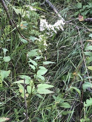 Symphyotrichum urophyllum