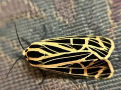 Apantesis virguncula