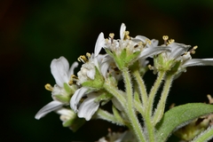 Montanoa tomentosa