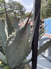 Agave applanata