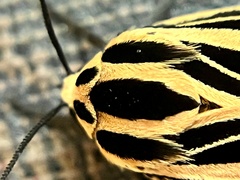 Apantesis virguncula