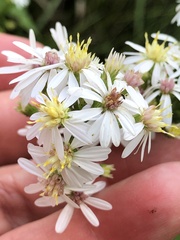 Symphyotrichum urophyllum