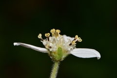 Montanoa tomentosa