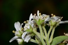 Montanoa tomentosa