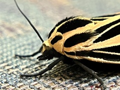 Apantesis virguncula