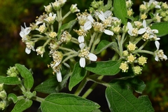 Montanoa tomentosa
