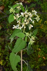 Montanoa tomentosa