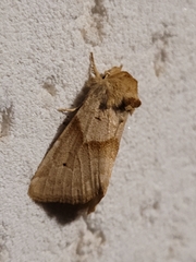 Cosmia trapezina
