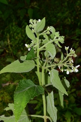 Montanoa tomentosa