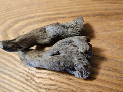 Craterellus