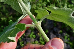 Montanoa tomentosa