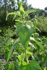 Montanoa tomentosa