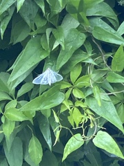 Palpita flegia