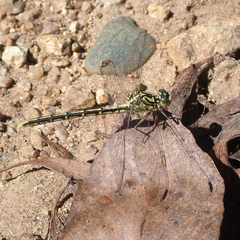 Austrogomphus guerini