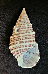 Cerithium litteratum