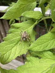 Araneus diadematus