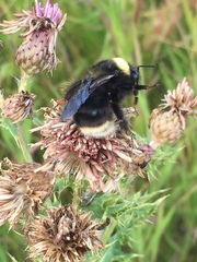 Bombus occidentalis