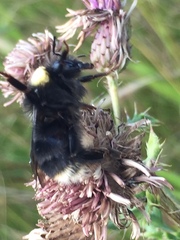 Bombus occidentalis