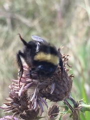 Bombus occidentalis