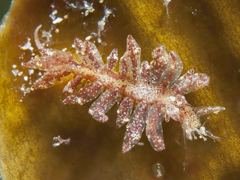 Hermaea evelinemarcusae