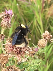 Bombus occidentalis