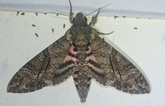 Agrius cingulata