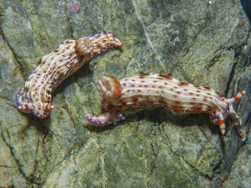 Spotted Hypselodoris