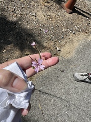 Epilobium brachycarpum
