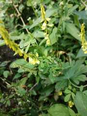 Melilotus suaveolens