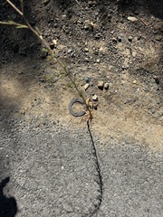 Epilobium brachycarpum
