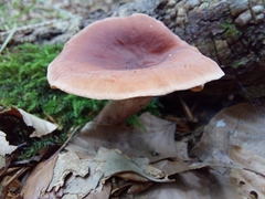 Lactarius rufus
