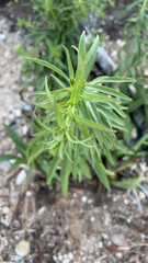 Bassia scoparia