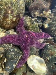 Pisaster ochraceus