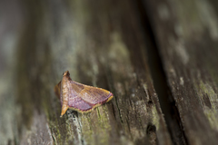 Endotricha olivacealis