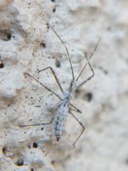 Zelus tetracanthus