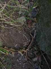 Anguis fragilis