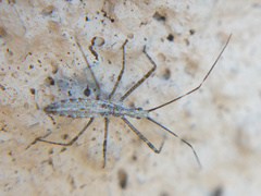 Zelus tetracanthus