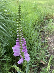 Physostegia virginiana