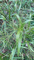 Panicum capillare