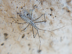 Zelus tetracanthus