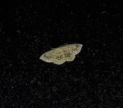 Cyclophora annularia