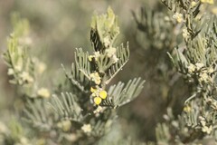 Senna artemisioides