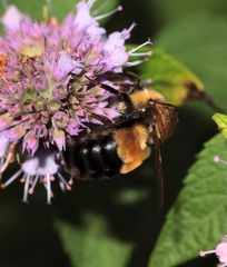 Bombus affinis