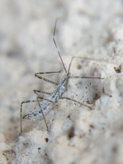 Zelus tetracanthus