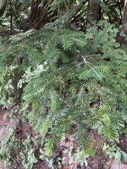 Abies amabilis